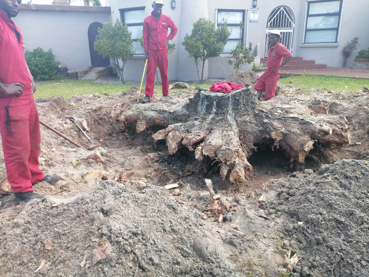 Stump_0011