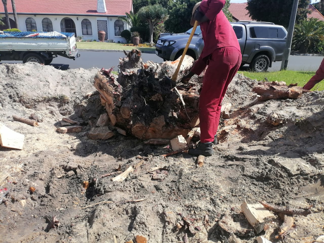 Stump_0012