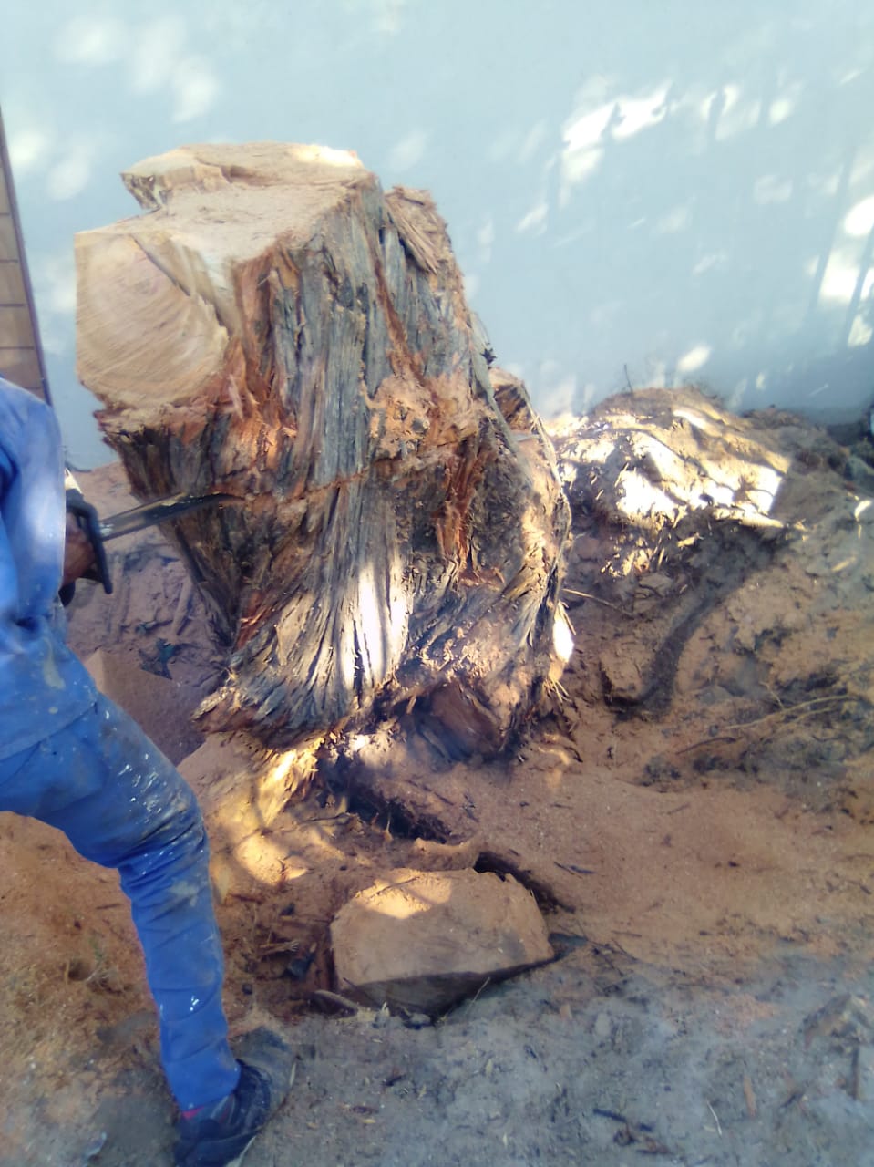 Stump_0013