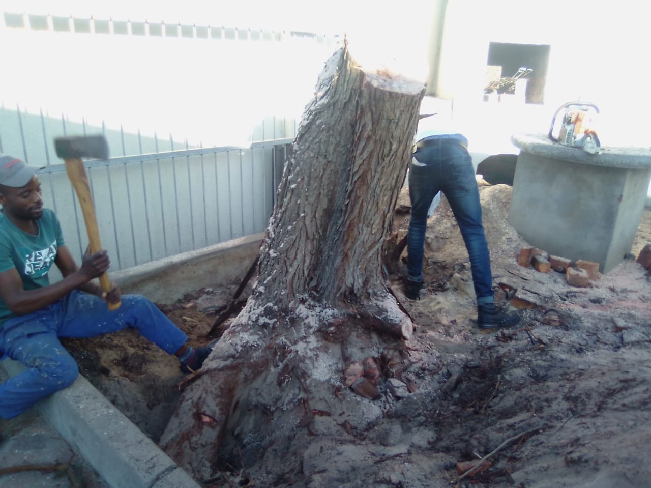 Stump_0015