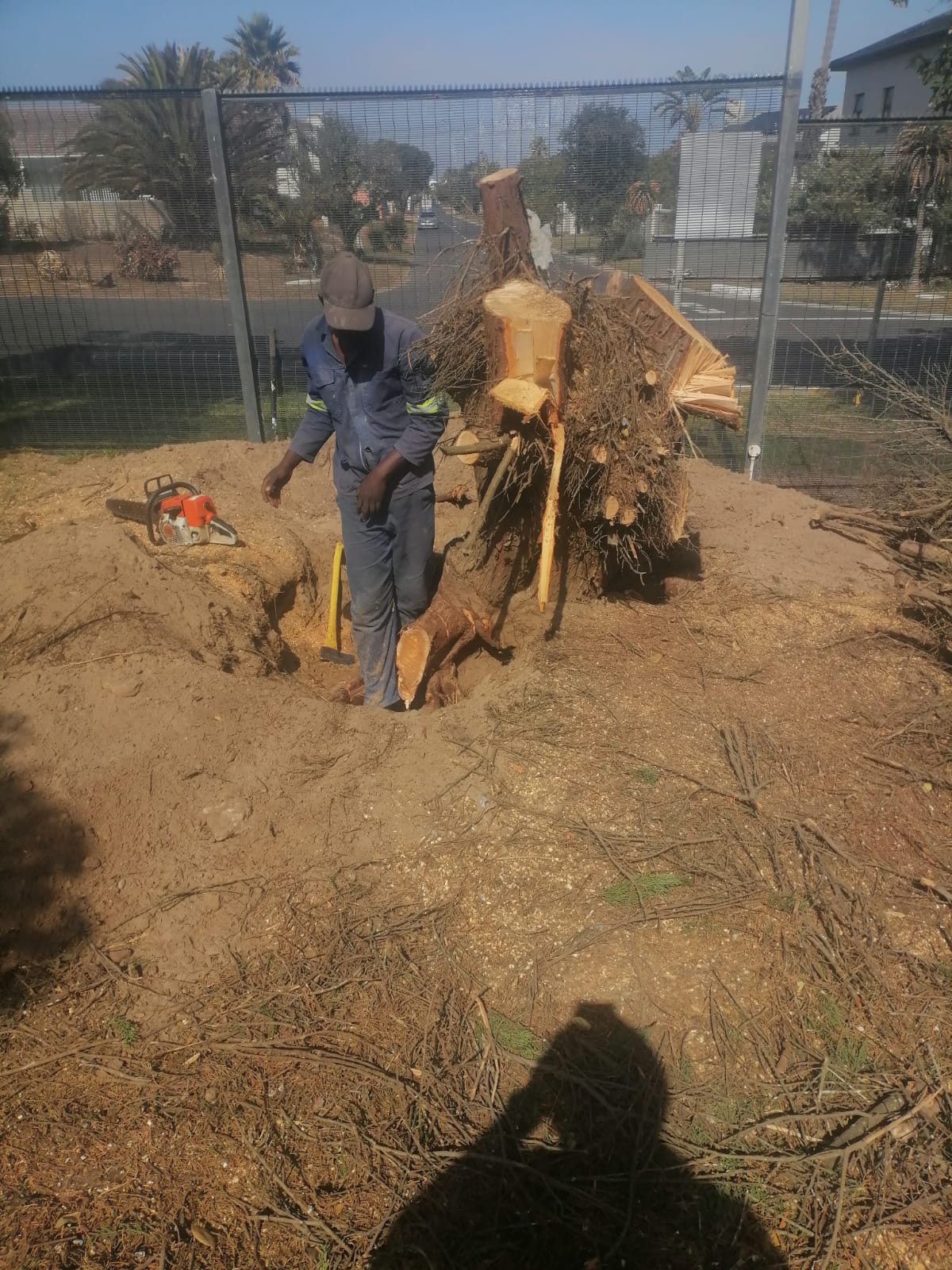 Stump_0021