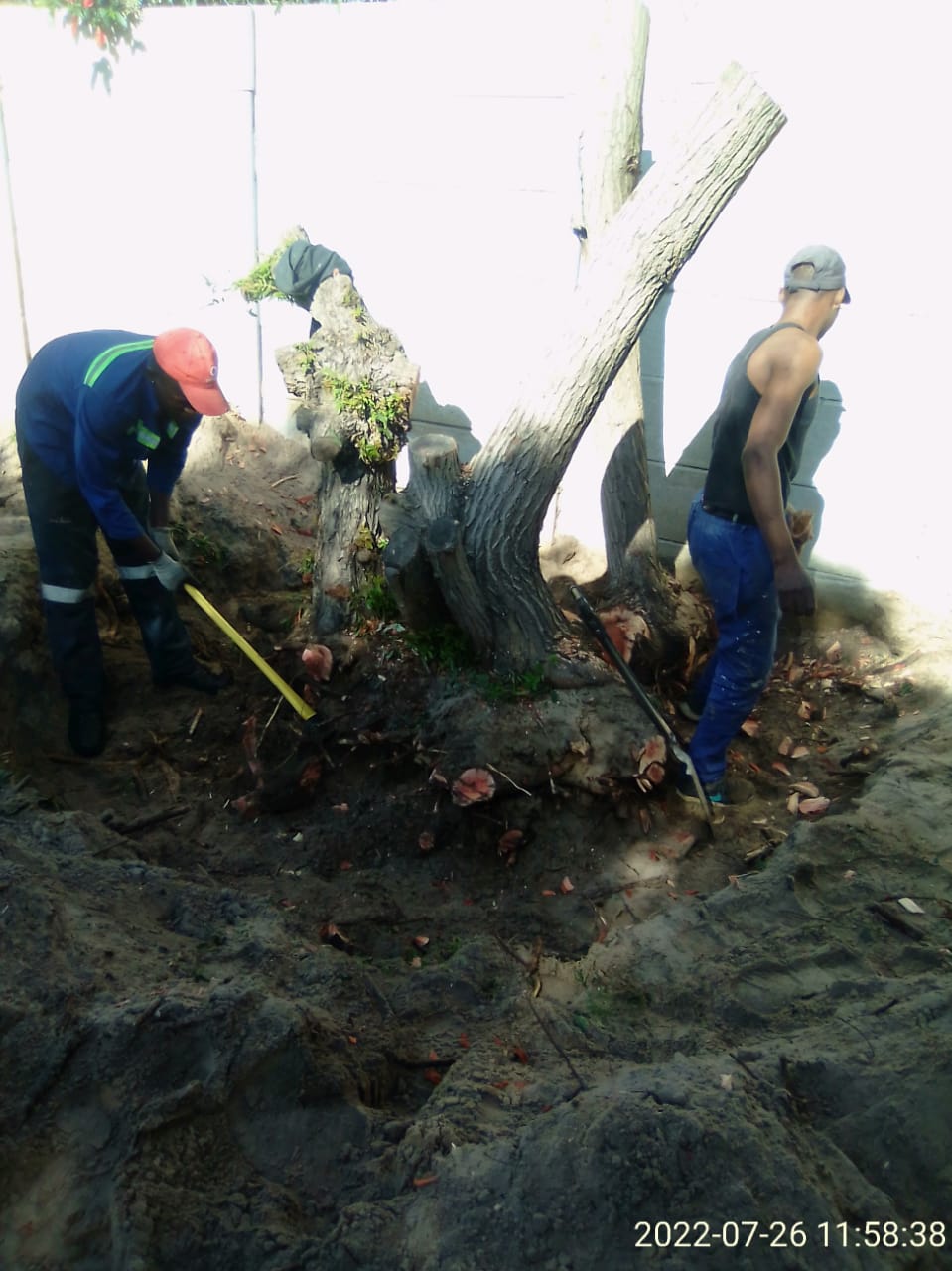 Stump_0022