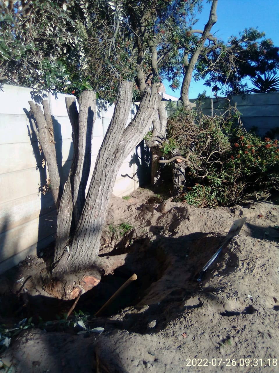 Stump_0023