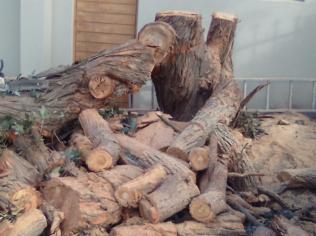 Stump_0031