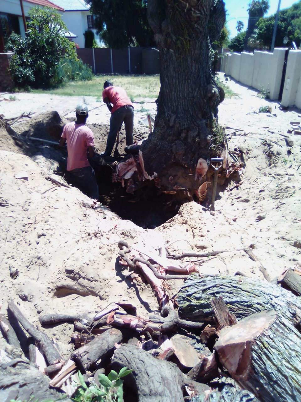 Stump_0034