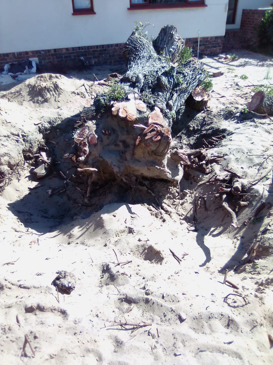 Stump_0036