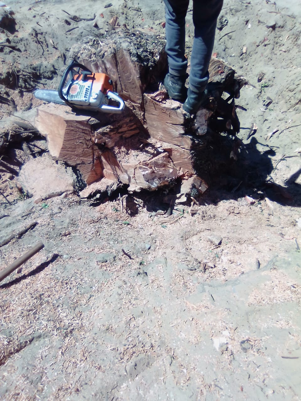 Stump_0037
