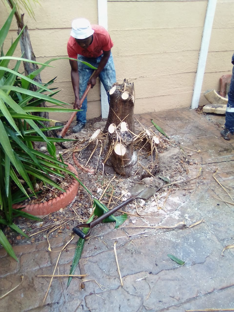 Stump_0039