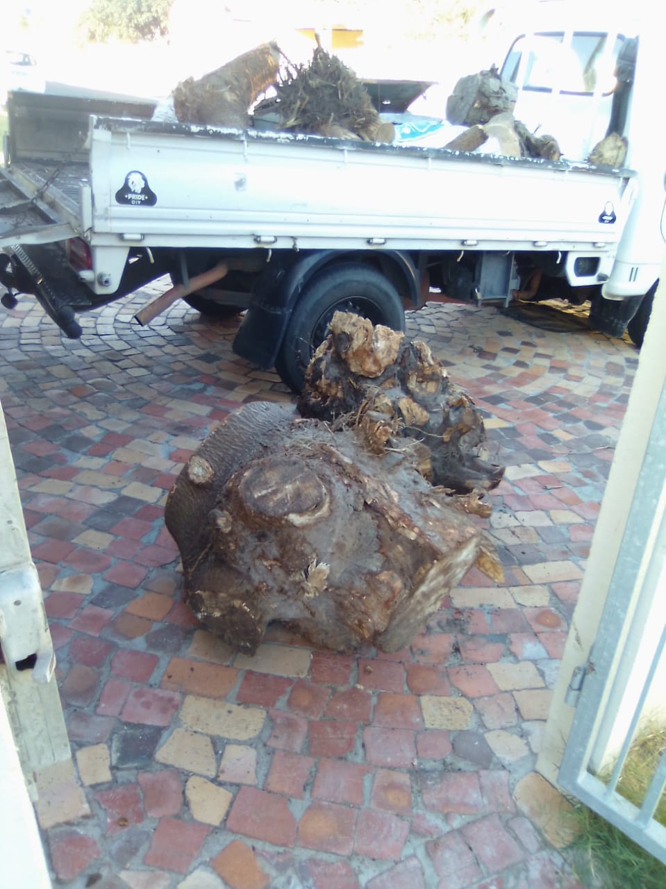 Stump_0042