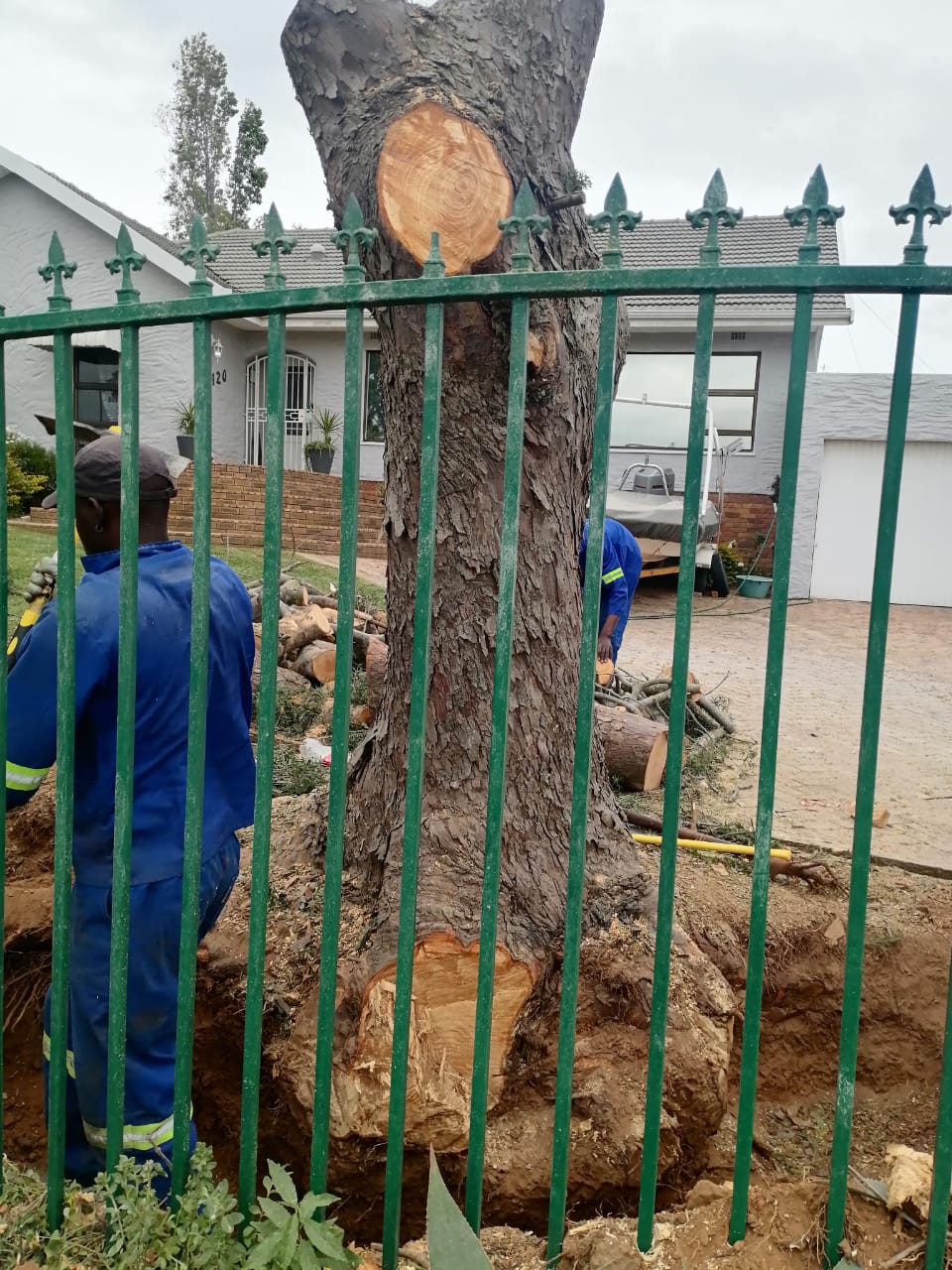 Stump_0044