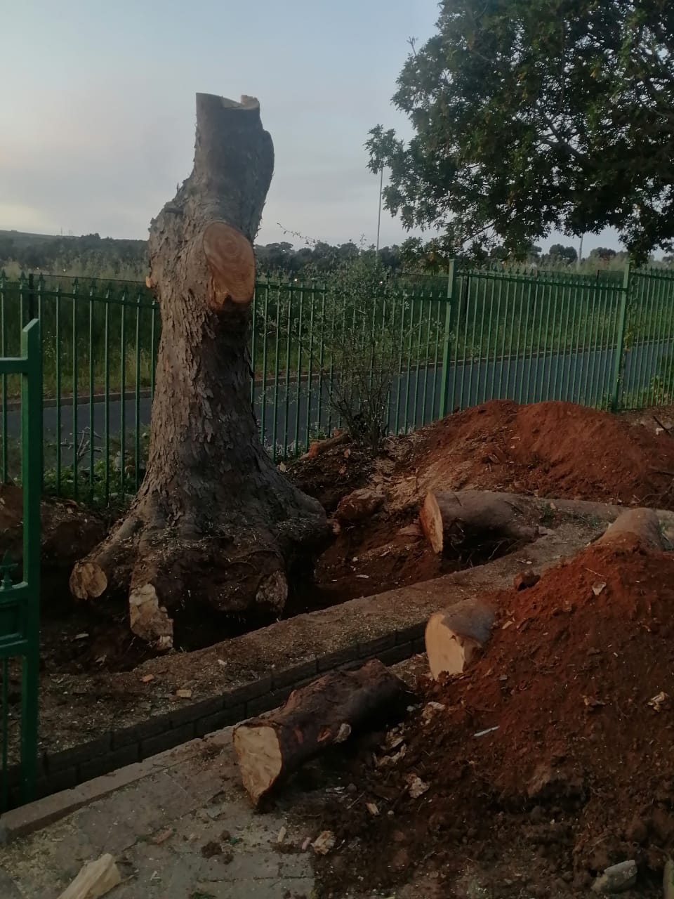 Stump_0045