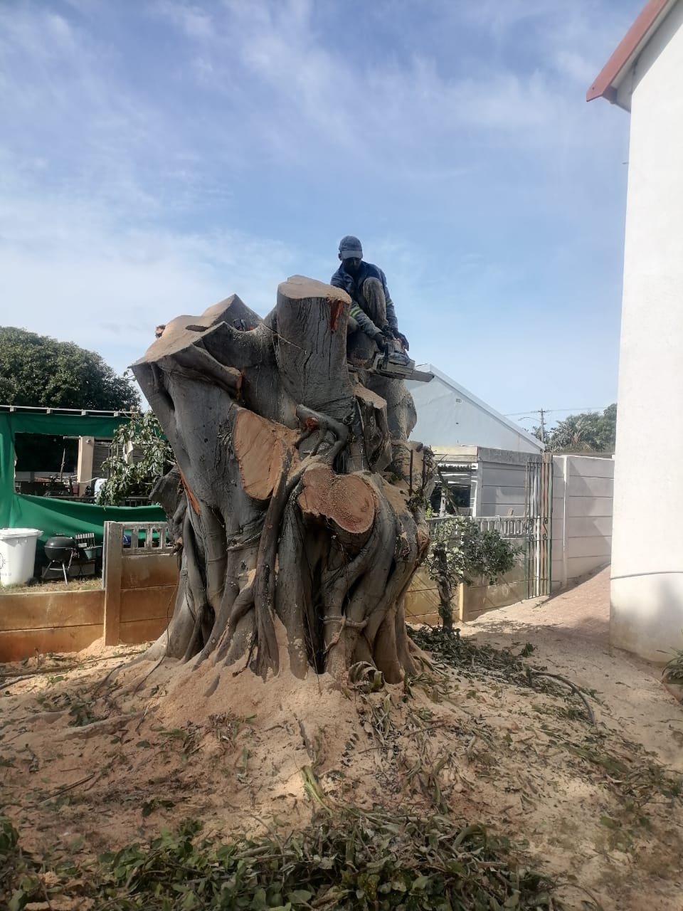 Stump_0046