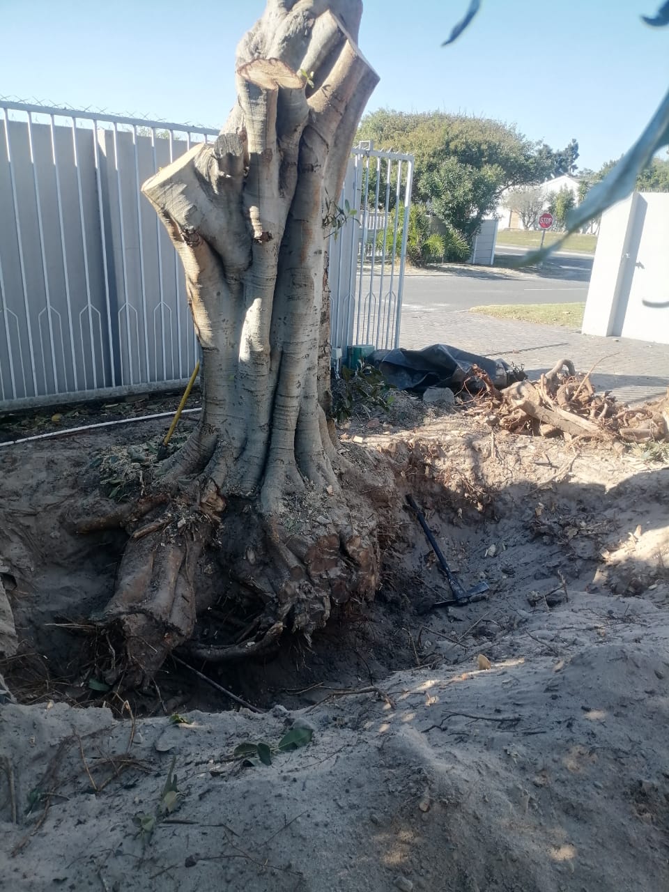 Stump_0048