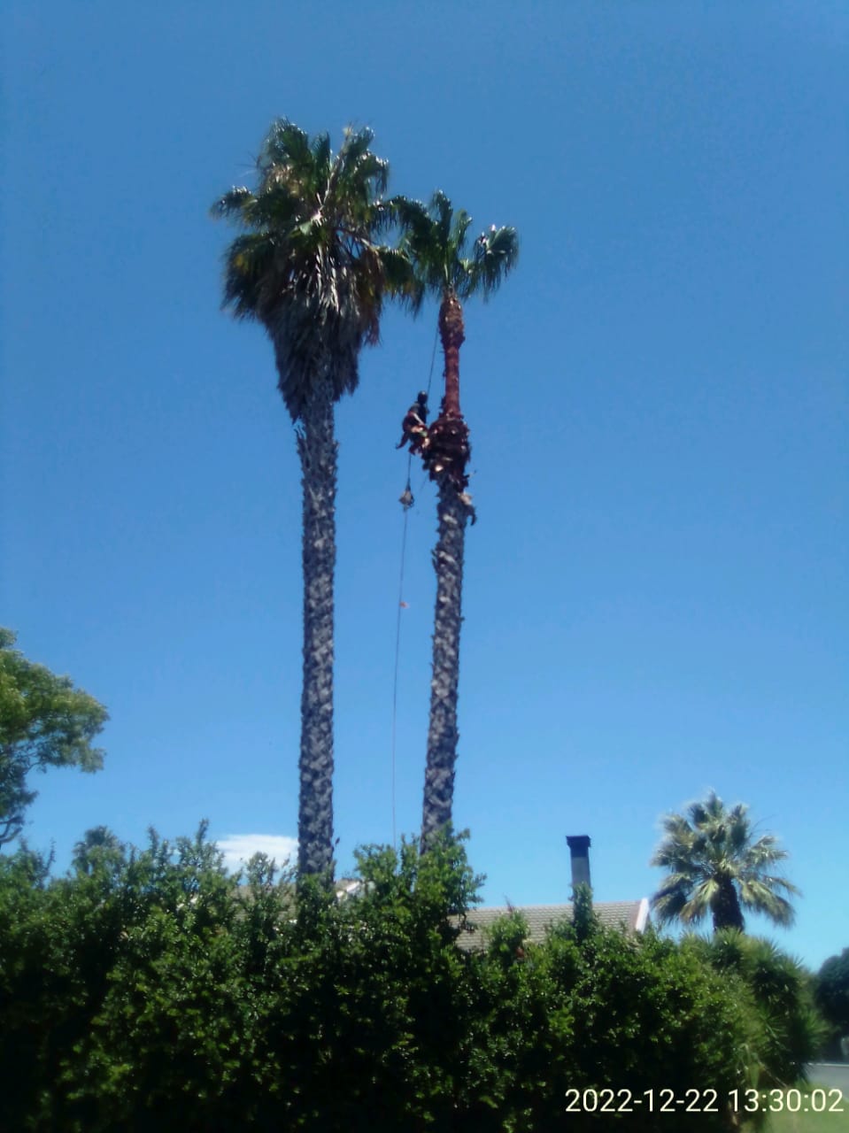 Trimming_0011