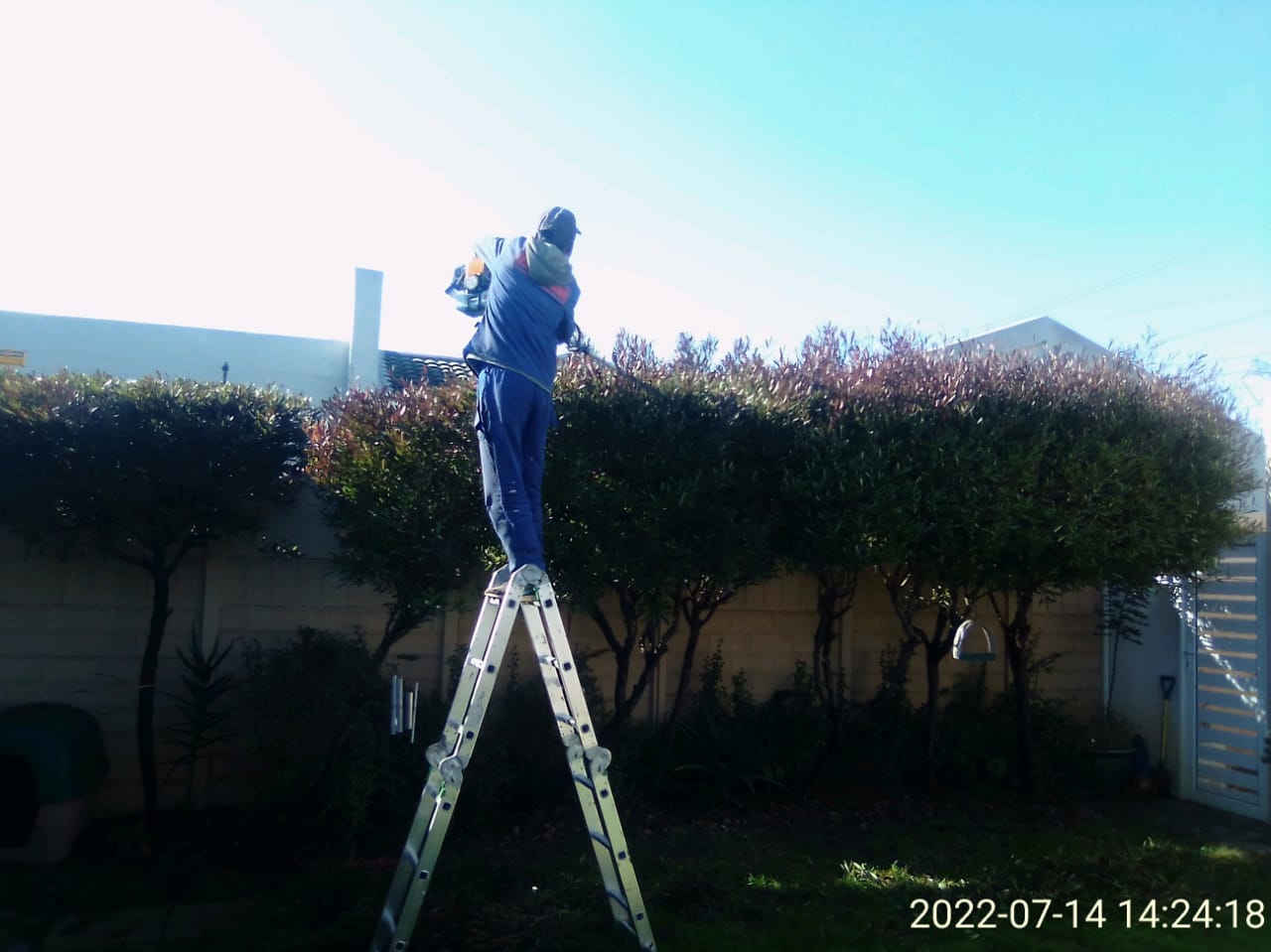 Trimming_0013