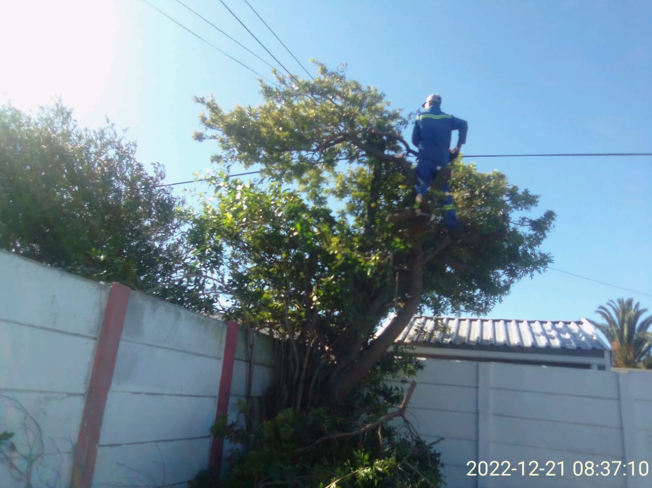 Trimming_0017