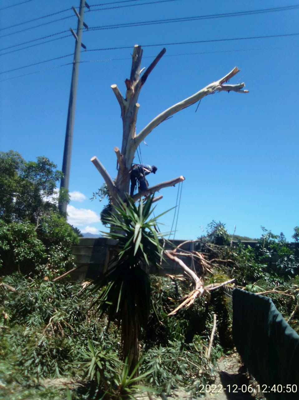 Trimming_0023