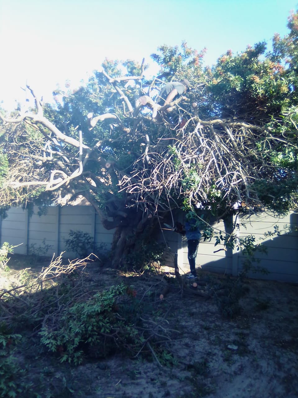 Trimming_0029