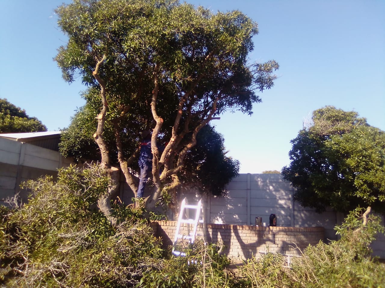 Trimming_0031