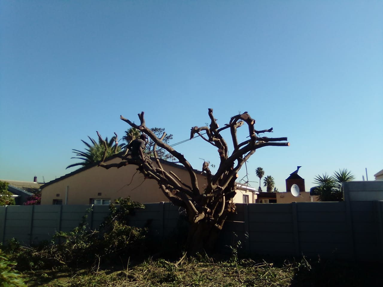 Trimming_0032