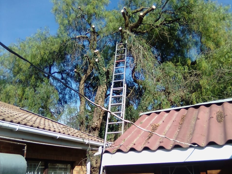 Trimming_0038