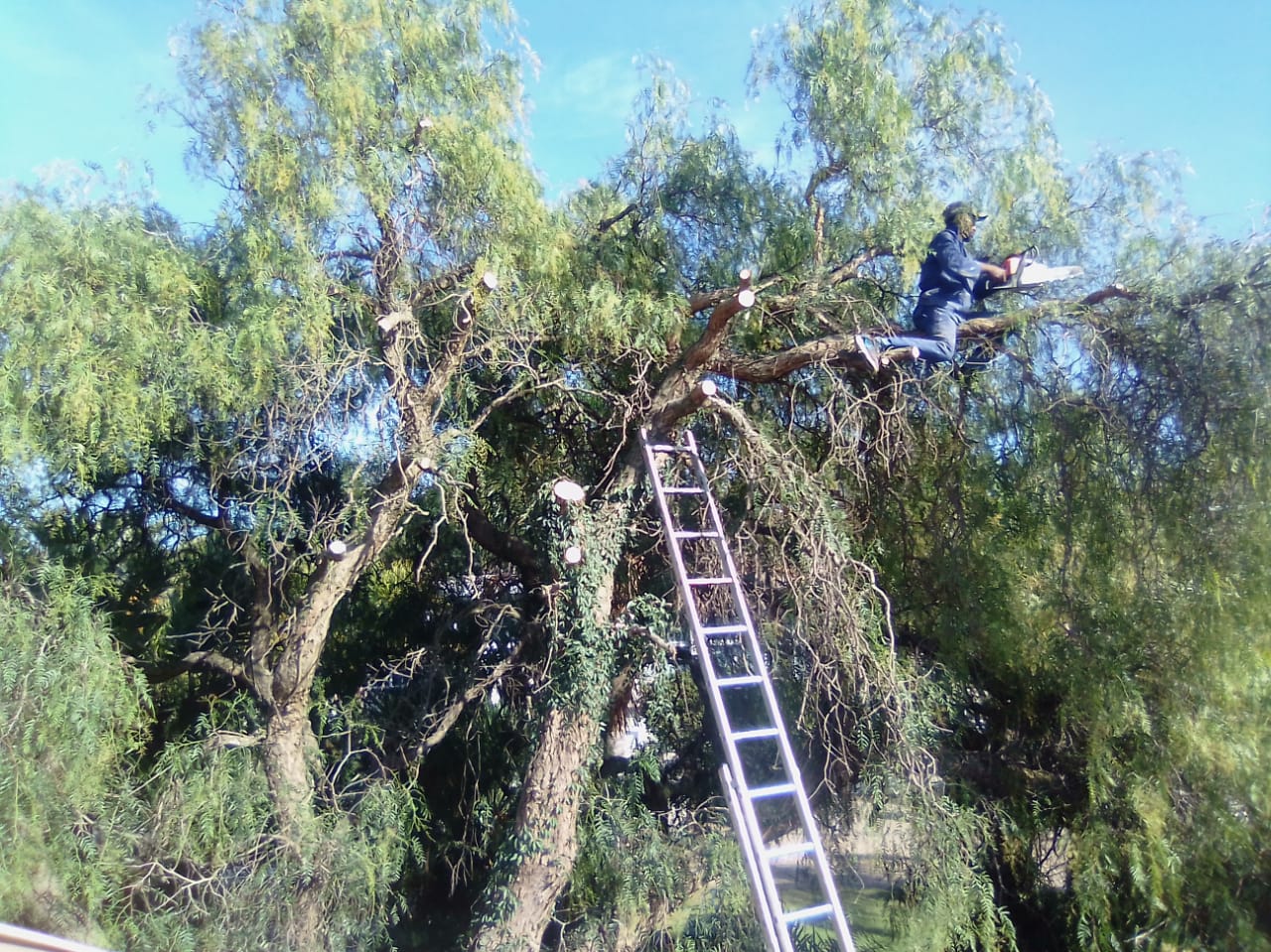Trimming_0039