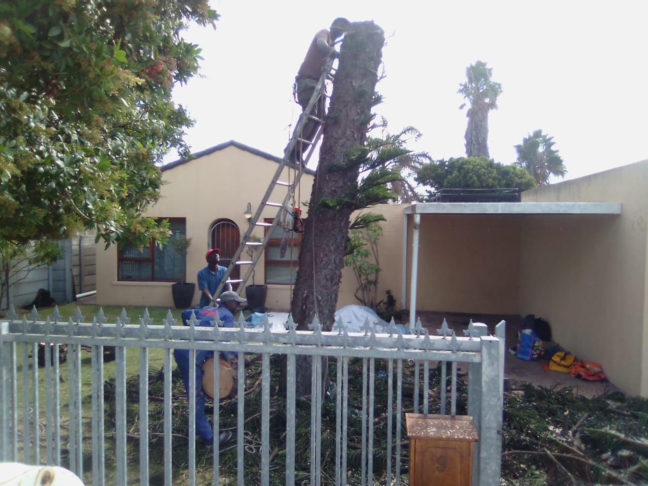 Trimming_0042