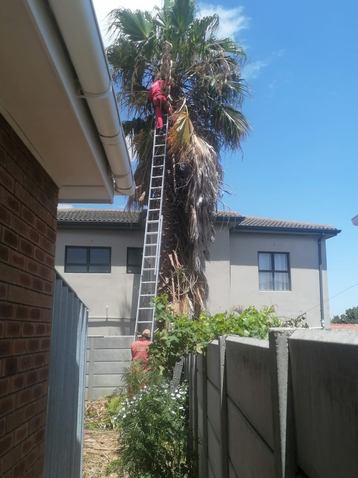 Trimming_0043