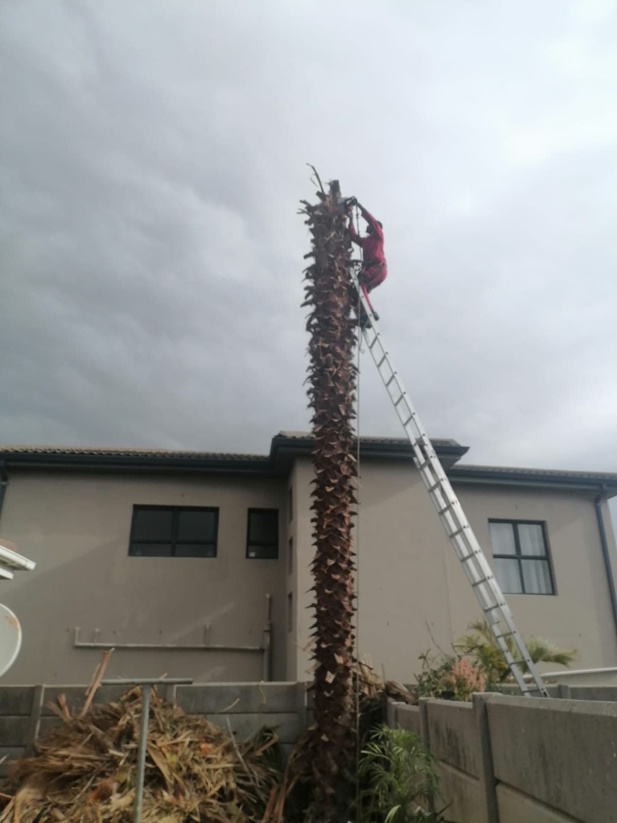 Trimming_0045
