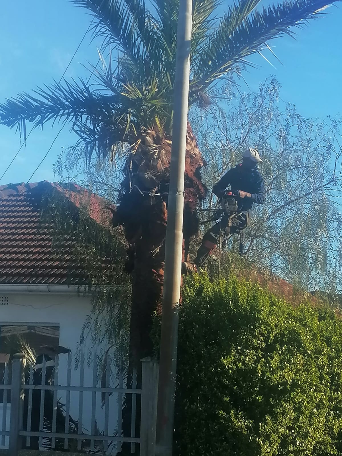 Trimming_0046