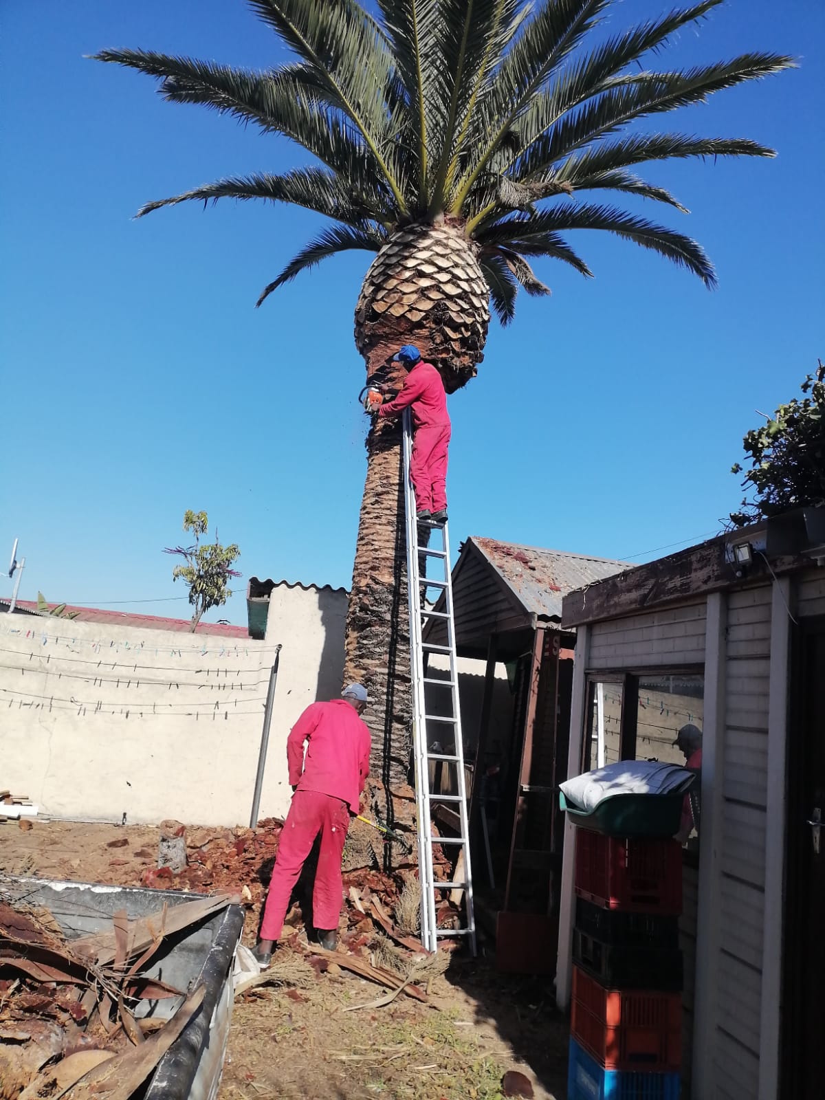 Trimming_0048