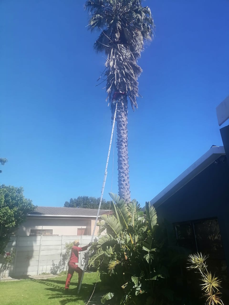Trimming_0052