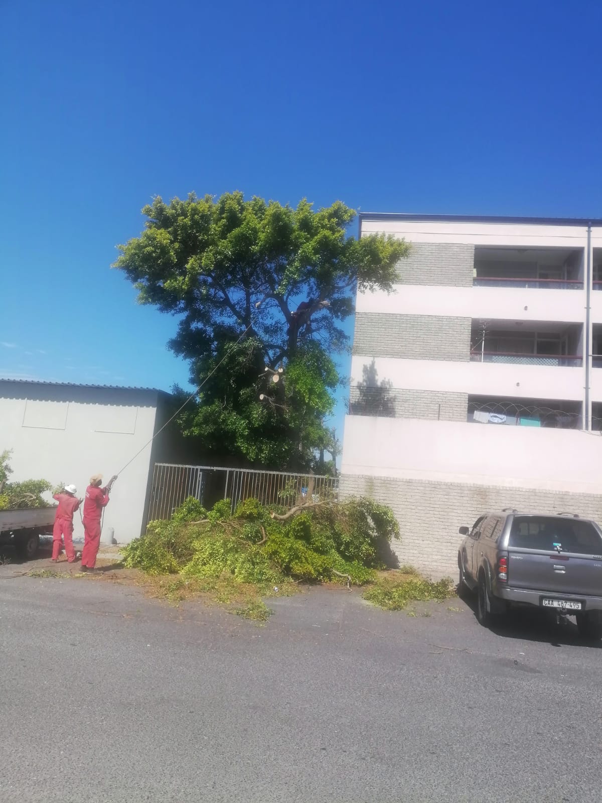 Trimming_0053