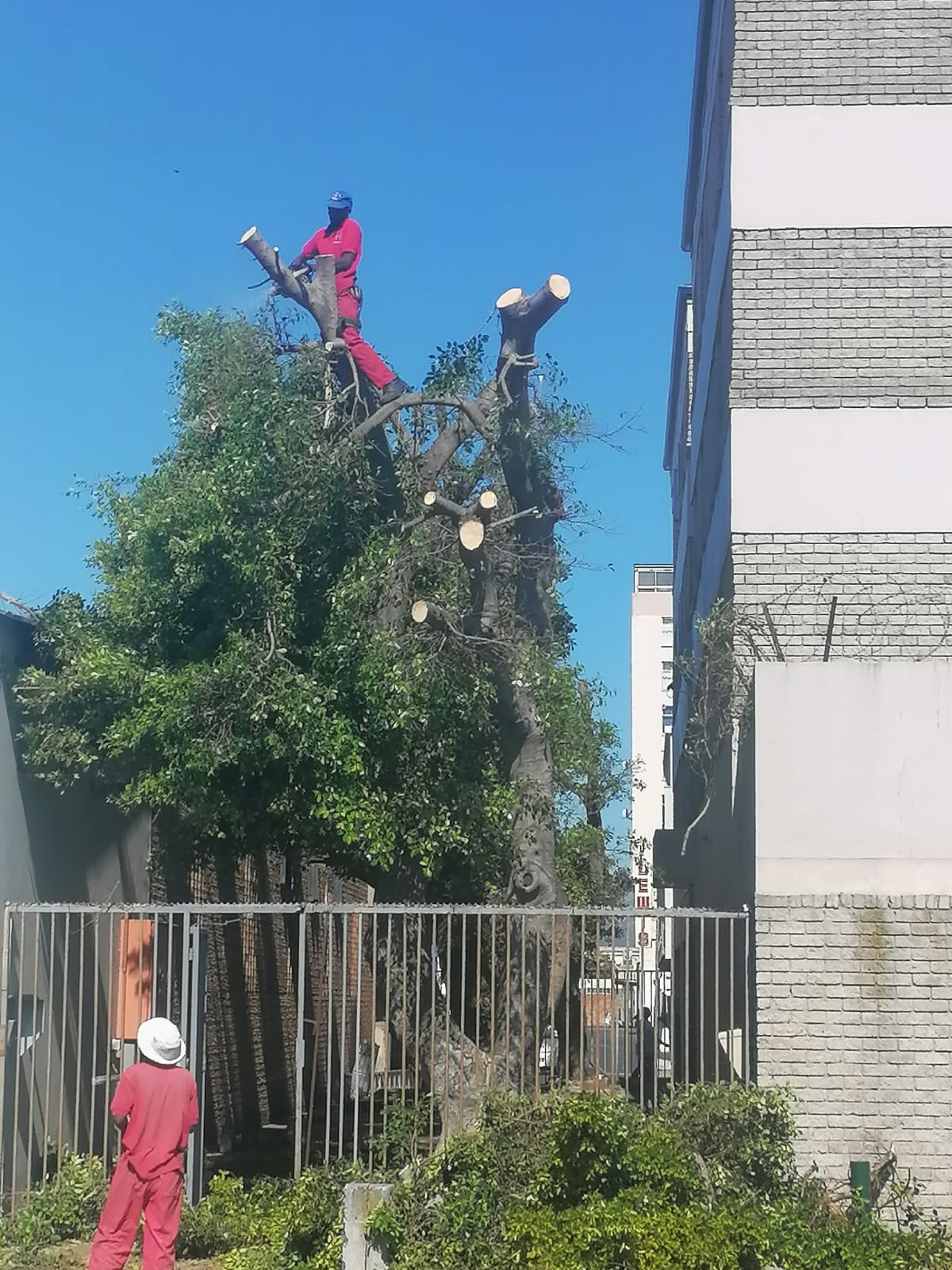 Trimming_0054
