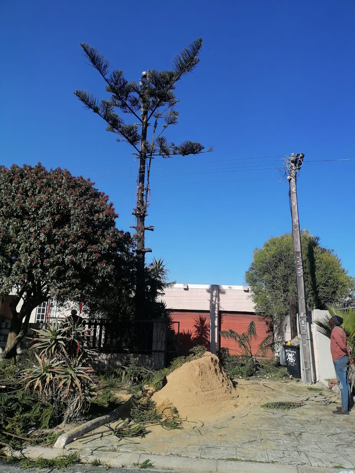 Trimming_0055