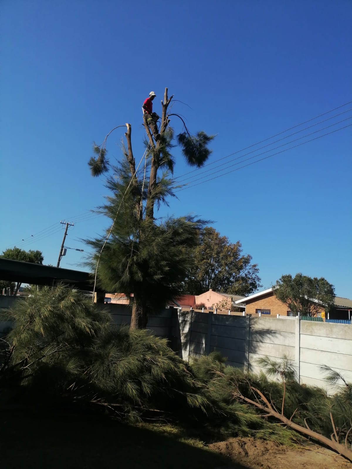 Trimming_0056