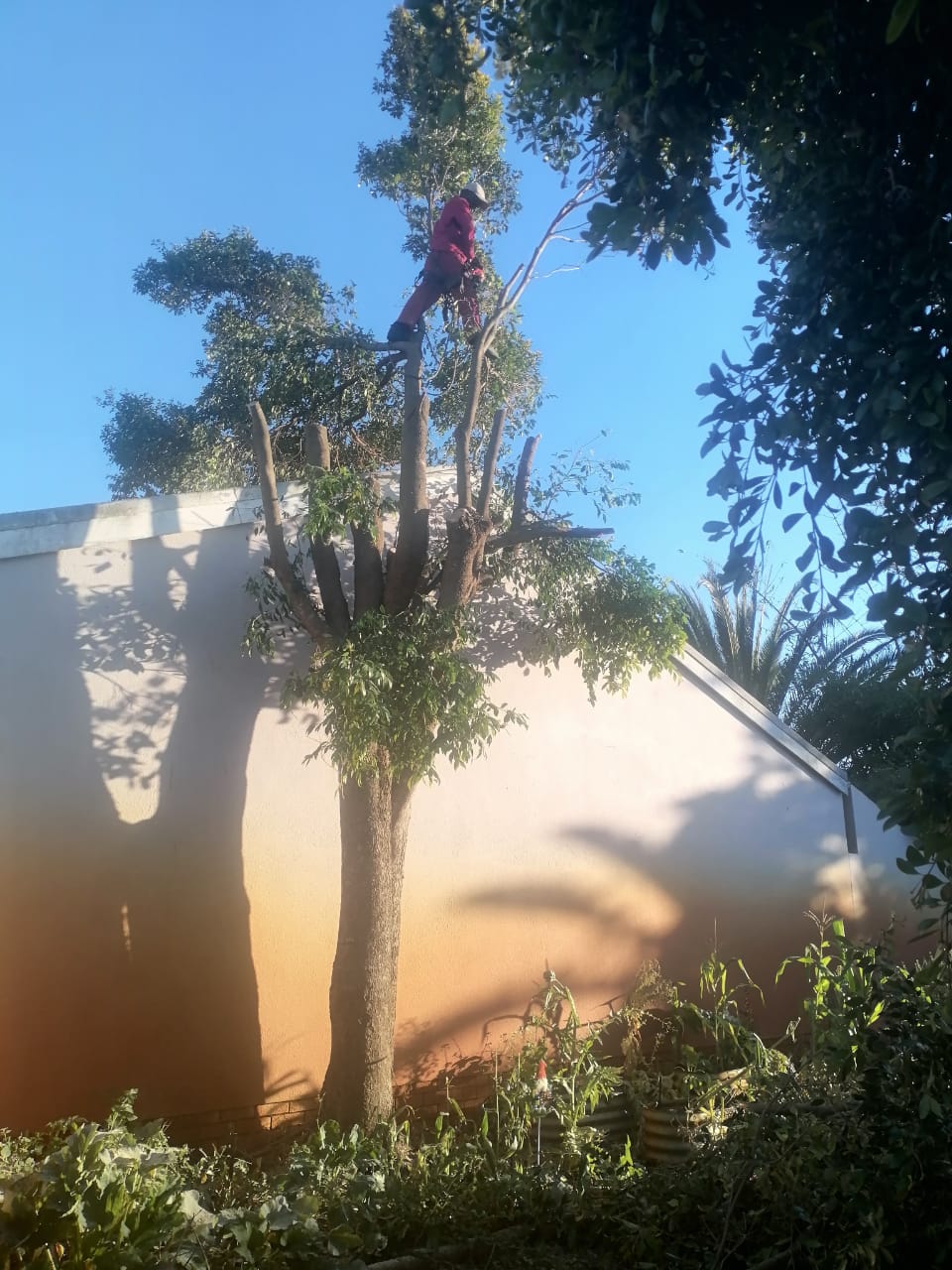 Trimming_0059