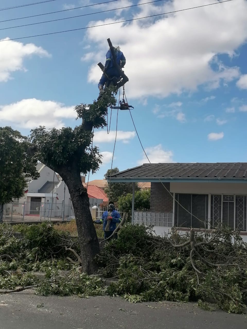 Trimming_0063